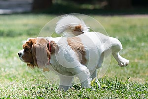 Dog peeing in the park.