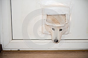 Dog peeking through the door opening window