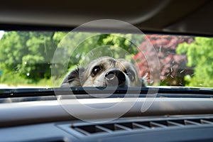 dog peeking through sunroof while car is parked