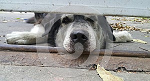 Dog peeking under fence