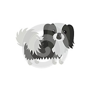 Dog Pekingese black white