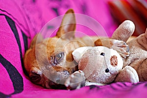 Dog and peluche photo