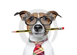 Dog with pencil at the office