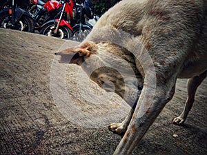 The dog is the perfect portrait subject.He doesnt pose. He isnt aware of the camera