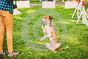 The dog performs a trick in a competition. It sits in a stand on its hind legs and holds its front paw in its mouth