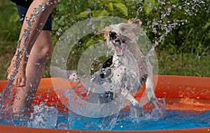 Dog and person splashing