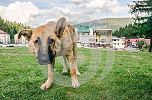 El perro perspectiva de el perro un amigo 