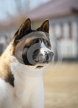 Dog pet Akita Dog