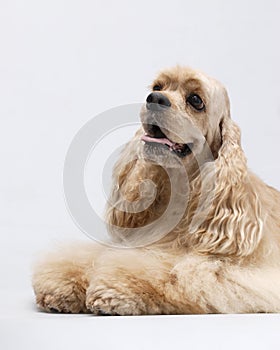 Dog pet American Cocker Spaniel