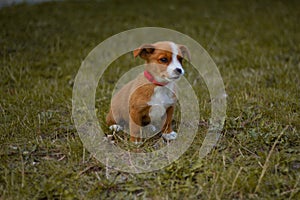 Dog, pet, animal, puppy, terrier, cute, jack russell terrier, beagle, canine, grass, white, brown, jack, russell, jack russell, br photo