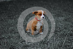 Dog, pet, animal, puppy, terrier, cute, jack russell terrier, beagle, canine, grass, white, brown, jack, russell, jack russell, br