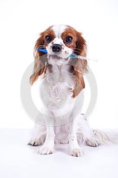 Dog pet animal vaccination in syringe. Dog holding syringe vaccination.