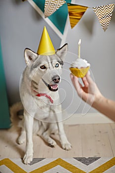 Dog pet birthday, hand holding birthday cupcake with candle