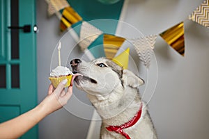 Dog pet birthday, hand holds a birthday cupcake with a candle, the dog licks the cream