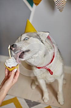 Dog pet birthday, hand holds a birthday cupcake with a candle, the dog licks the cream