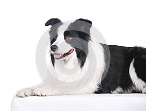 Dog pet Border Collie