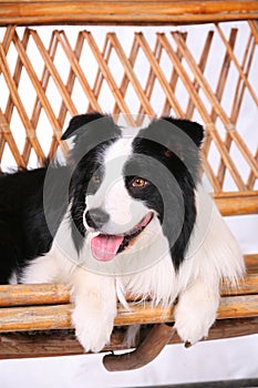 Dog pet Border Collie