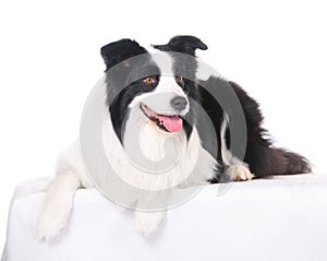 Dog pet Border Collie