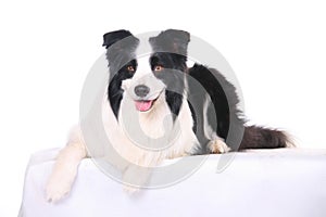 Dog pet Border Collie