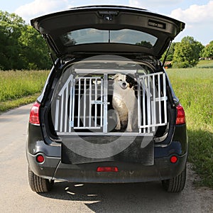 El perro mascota en auto quiere sobre el viajar 