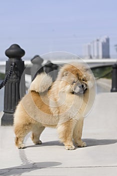 Dog pet chow chow