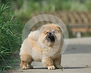 Dog pet chow chow