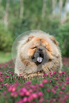 Dog pet chow chow