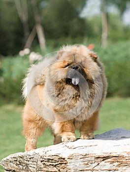 Dog pet chow chow