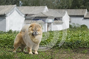 Dog pet chow chow