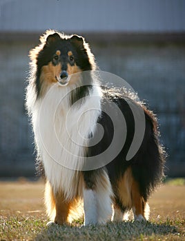 Dog pet Collie