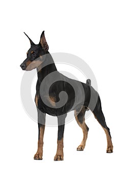 Dog pet Doberman Pinscher photo