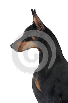 Dog pet Doberman Pinscher