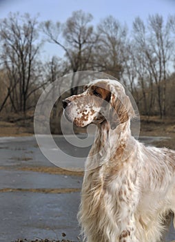 Dog pet English Setter