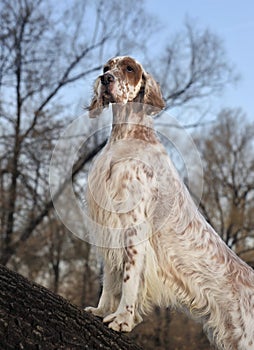 Dog pet English Setter