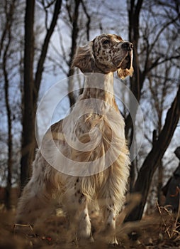 Dog pet English Setter