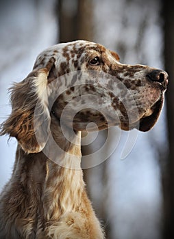 Dog pet English Setter