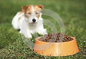 Dog pet feeding concept - cute hungry jack russell