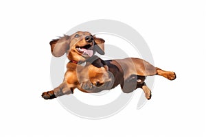 cute dog background isolated doggy purebred pet jump fly white animal. Generative AI. photo