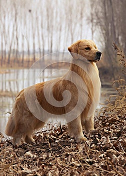 Dog pet Golden Retriever