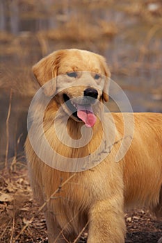 Dog pet Golden Retriever