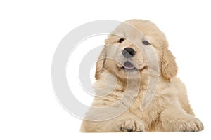 Dog pet Golden Retriever