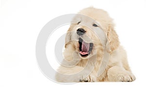 Dog pet Golden Retriever