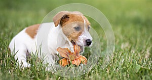 Dog pet happy puppy chewing a flower - web banner idea