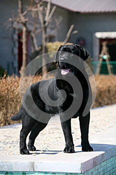 Dog pet Labrador Retriever