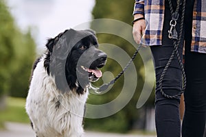 Dog on pet leash during walk