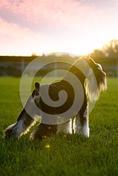 Dog pet Mini Schnauzer sunset