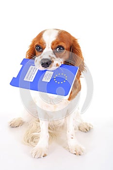 Dog with pet passport immigrating or ready for a vacation. King Charles spaniel carry animal id passport. Dog passport