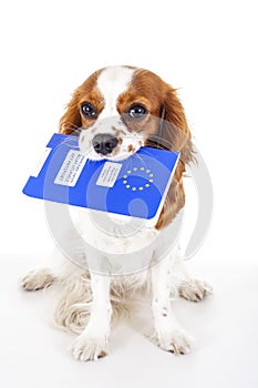 Dog with pet passport immigrating or ready for a vacation. King Charles spaniel carry animal id passport. Dog passport