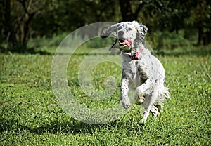 Dog,pet,running,active,energy,happy