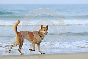 Dog ,pet running at sea beach